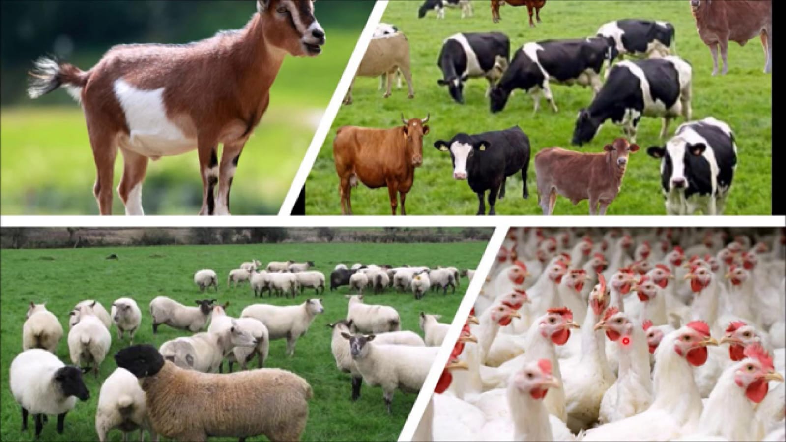 خدمة تسويق المحل