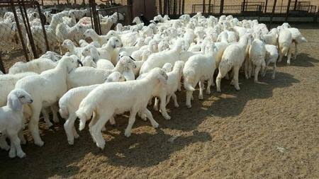 إدارة السوق اليومية والموسمية