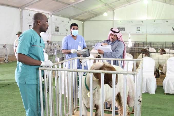 خدمة الاستضافة والأرضية للحلال